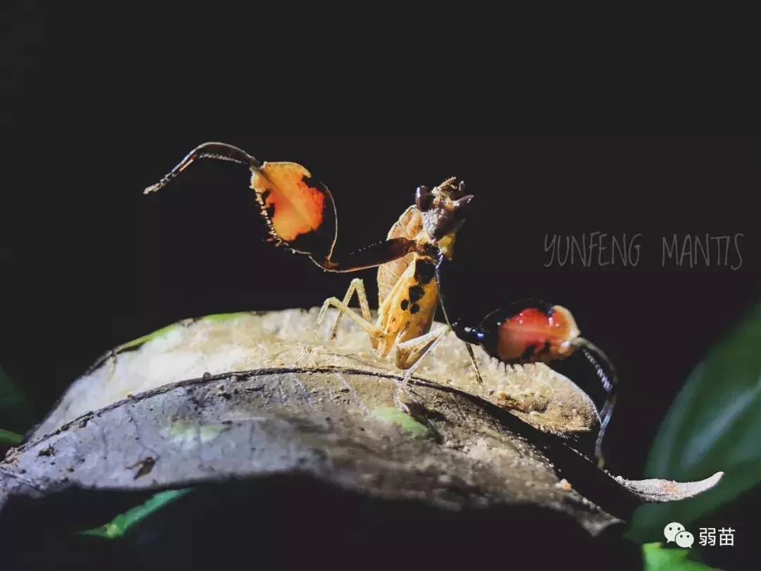 西双版纳四日博物之旅，都有哪些新发现