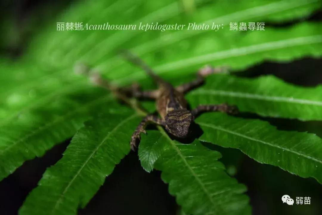 西双版纳四日博物之旅，都有哪些新发现