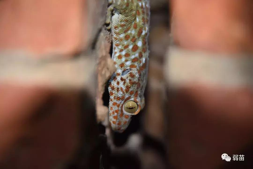 西双版纳四日博物之旅，都有哪些新发现