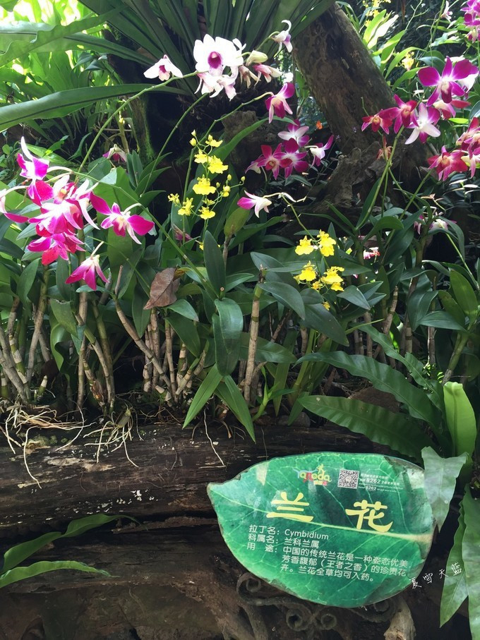 和妈妈第一次一起旅游,三亚潜水旅行攻略