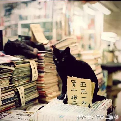 这是一家被喵星人占领的书店