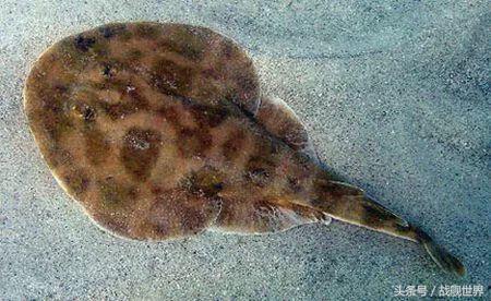 脑洞大开！“乌贼”“海豚”都齐活？看苏俄潜艇的“真名解放”！