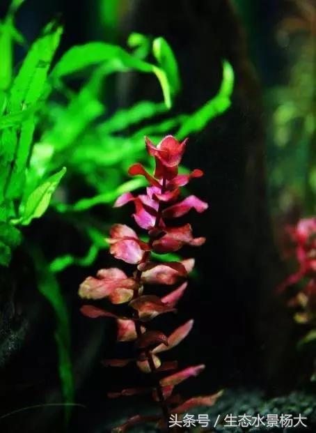 水草常见病,鱼缸水草常见病