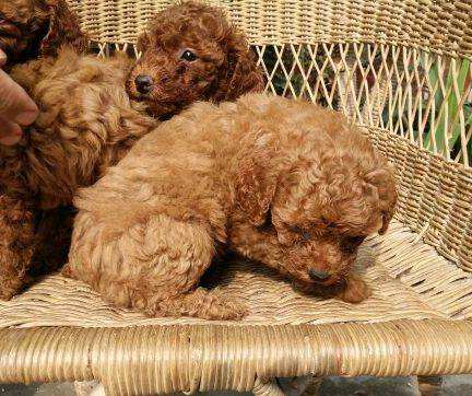 微商有效快速加人引流的方法,最新微商加人引流方法