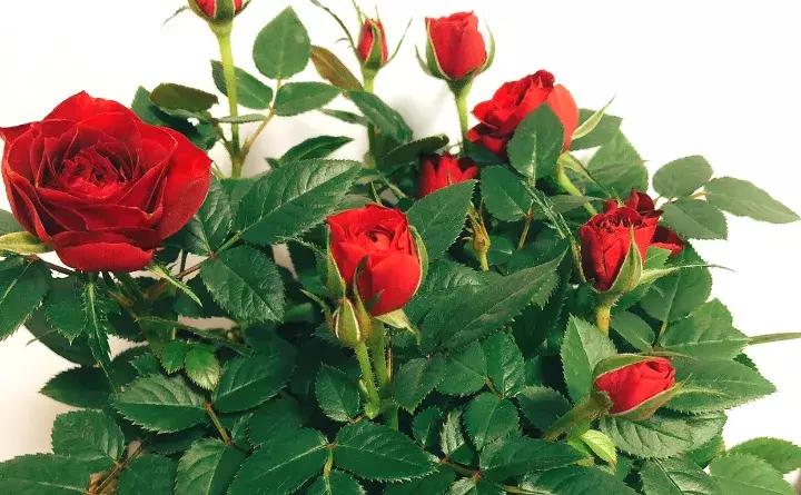 如何防止盆底烂根发生,十种不烂根的盆底垫