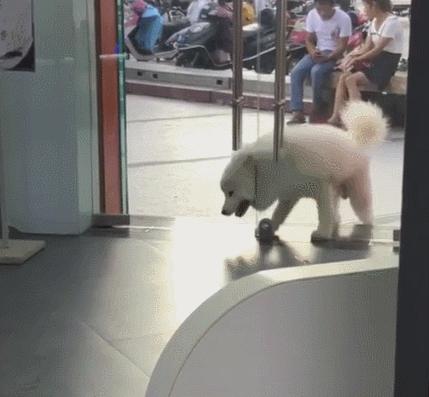 萨摩耶：啥也阻挡不了我对空调的爱！网友：为了蹭空调，费老劲了