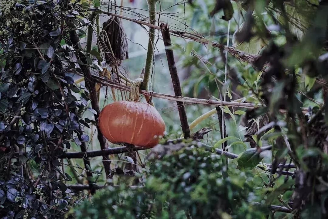 舌尖上的美味美国,有好多舌尖上的美食