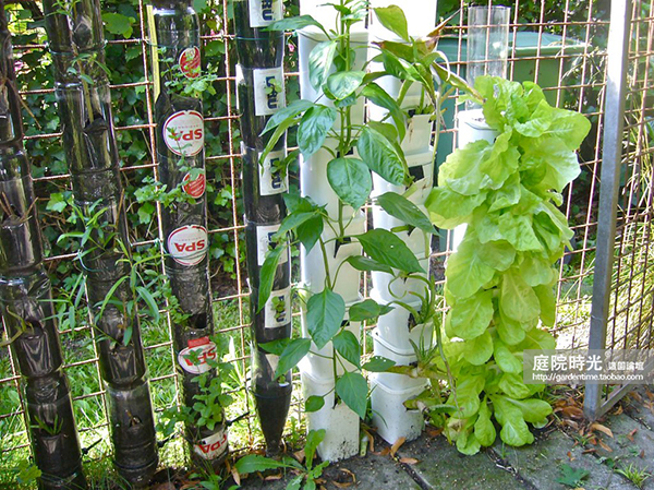 变废为宝自制栽培绿植器皿,塑料瓶创意绿植盆栽旧物利用