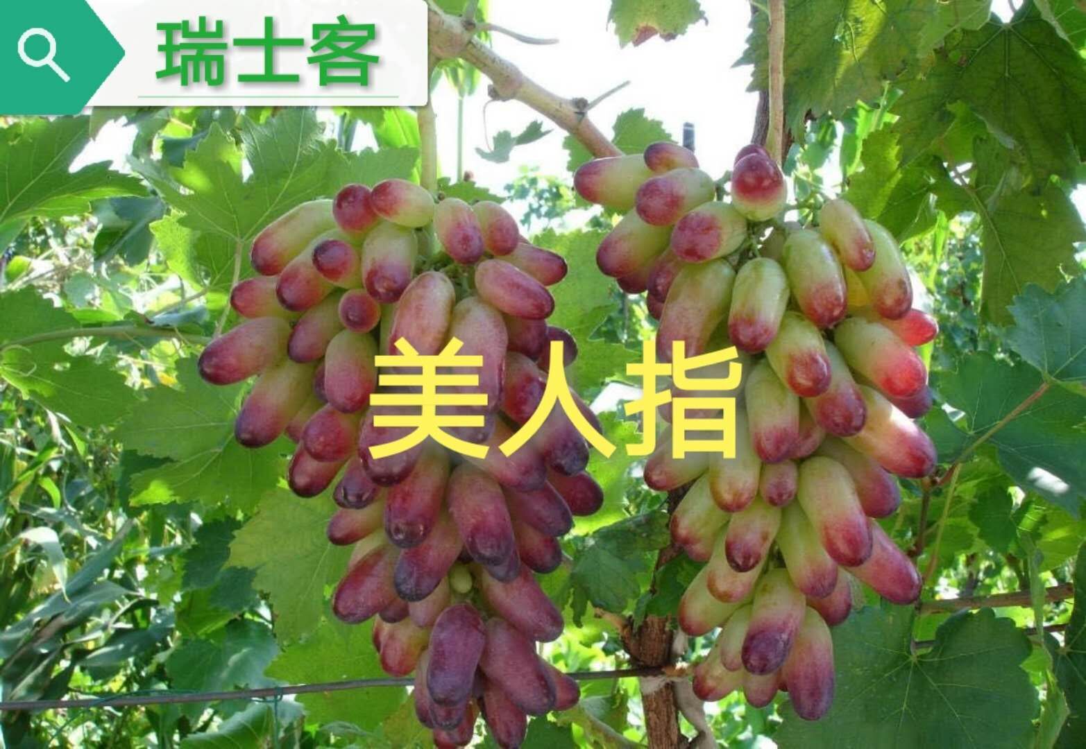 巨峰葡萄最新早熟品种,最适合巨峰葡萄最新种植技术