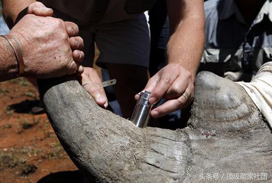 犀牛角的特征和图片,犀牛角的种类图片大全