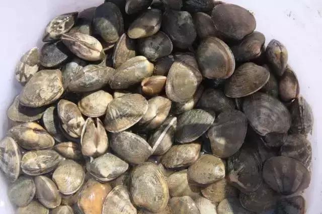 海南的鱼类大全,海南鱼类大全图片