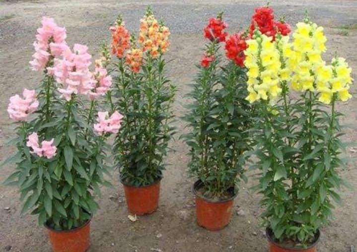 重瓣大花金鱼草的养殖方法,有关金鱼草的养殖方法和注意事项