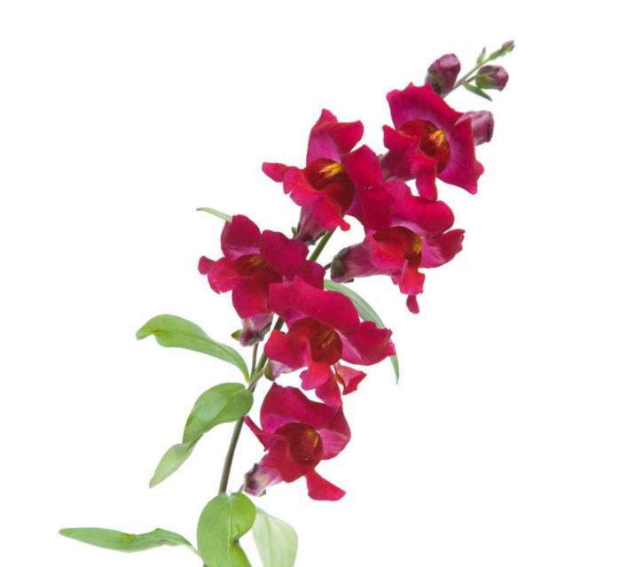 重瓣大花金鱼草的养殖方法,有关金鱼草的养殖方法和注意事项