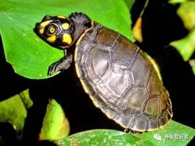 水龟不吃食趴缸是什么原因,黄喉拟水龟不下水