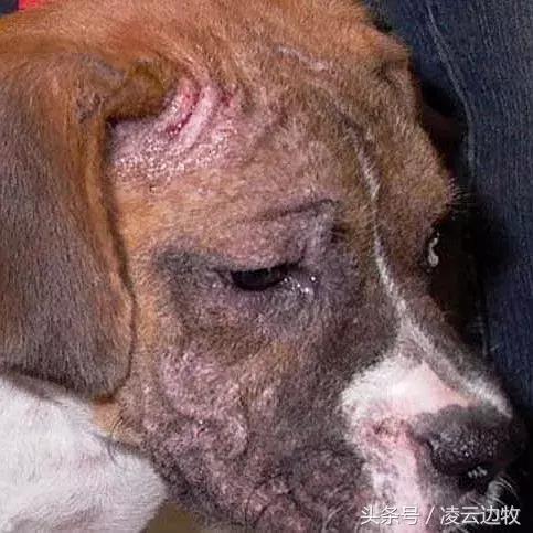 狗狗起红疹怎么办,狗狗红疹怎么治