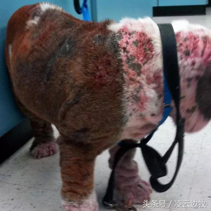 狗狗起红疹怎么办,狗狗红疹怎么治