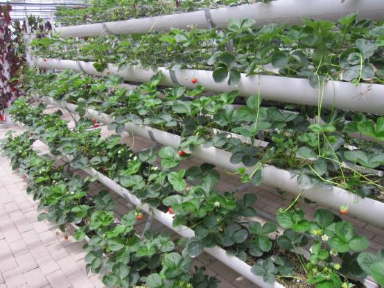 又到一年草莓种植季,你的草莓脱毒苗买好了吗,这6立体栽培方式有5大好处,值得你尝试