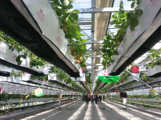 又到一年草莓种植季,你的草莓脱毒苗买好了吗,这6立体栽培方式有5大好处,值得你尝试