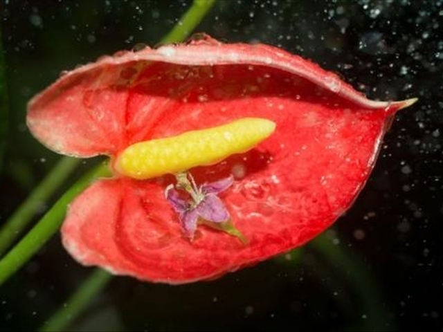 红掌怎样修剪才能长得更大,红掌怎样修剪才能长得更高