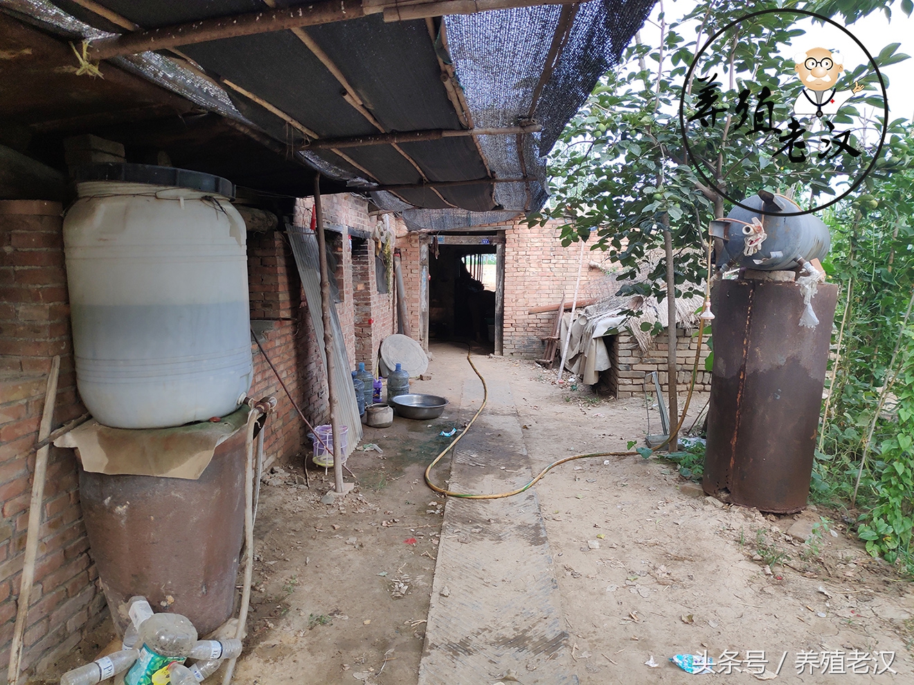 大型养猪场怎样解决猪饮水,养猪饮水很有讲究