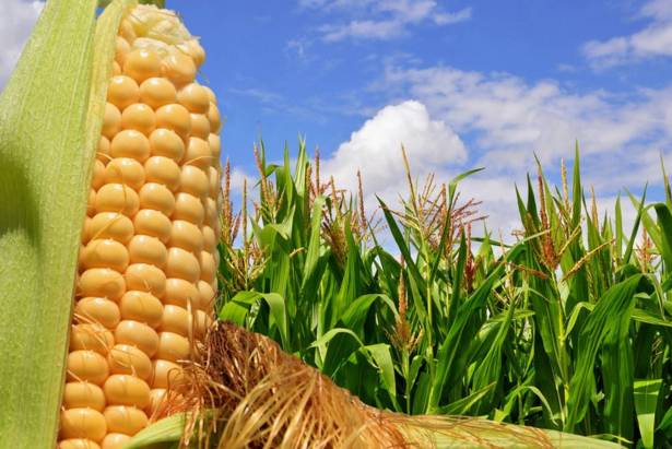 曝光6个适合农村人致富项目,农村特种种植致富项目有哪些