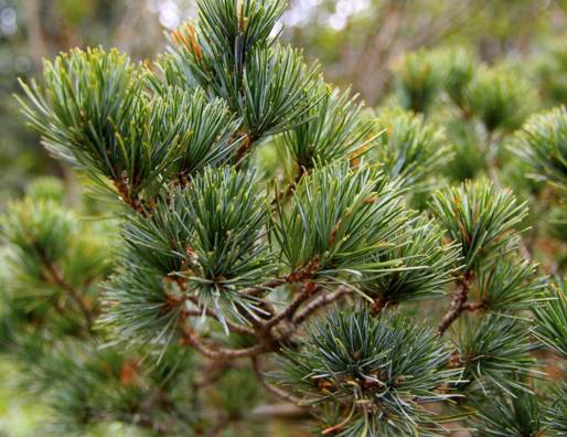 曝光6个适合农村人致富项目,农村特种种植致富项目有哪些