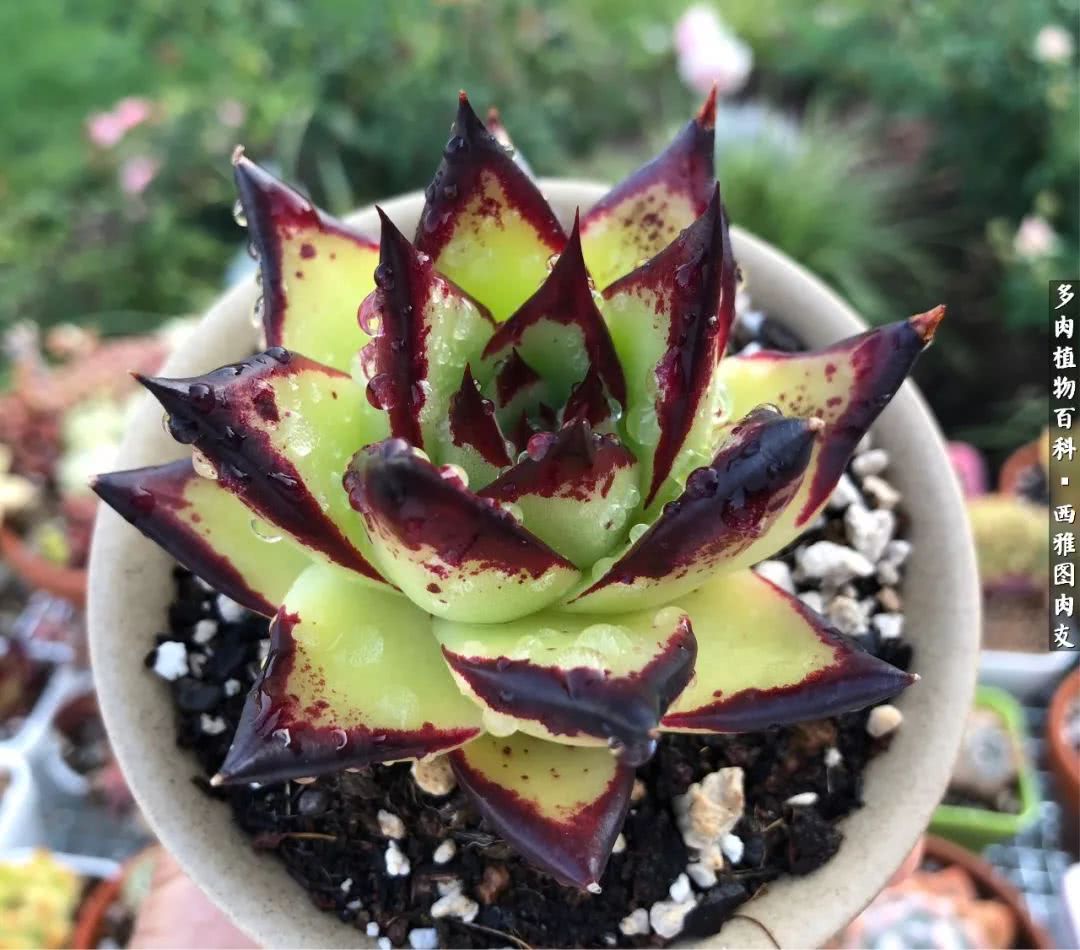 美国多肉,多肉西雅图