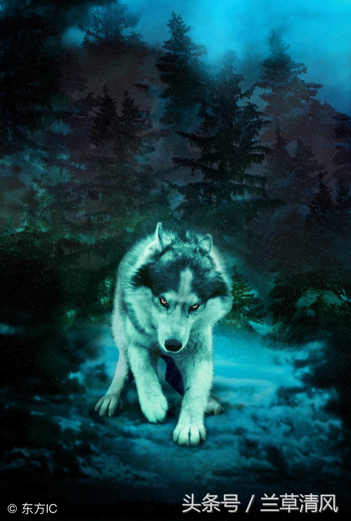 狼人传说故事视频,狼人传说杀破狼