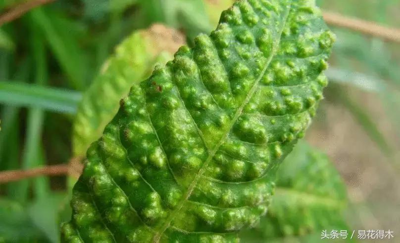 观赏植物长“痘”怎么办