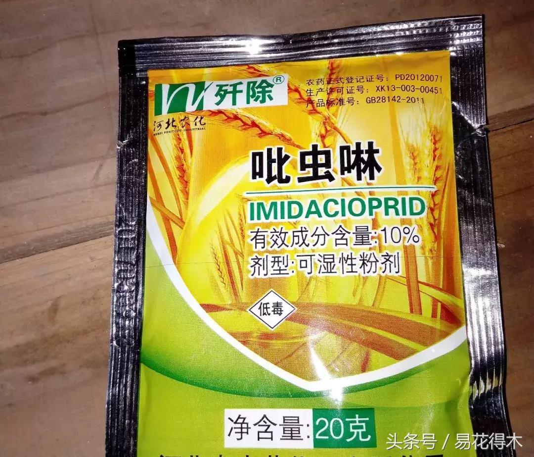 观赏植物长“痘”怎么办