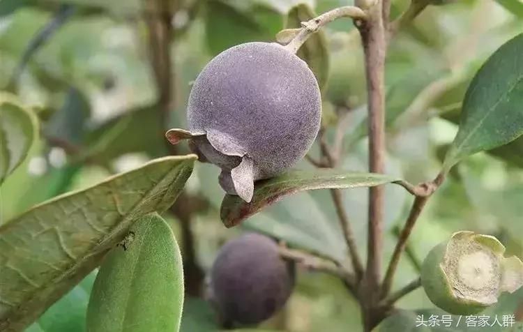 客家人煮汤有哪些草药,梅州客家煲汤药材根