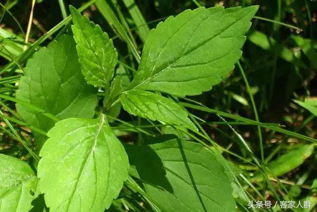 客家人煮汤有哪些草药,梅州客家煲汤药材根