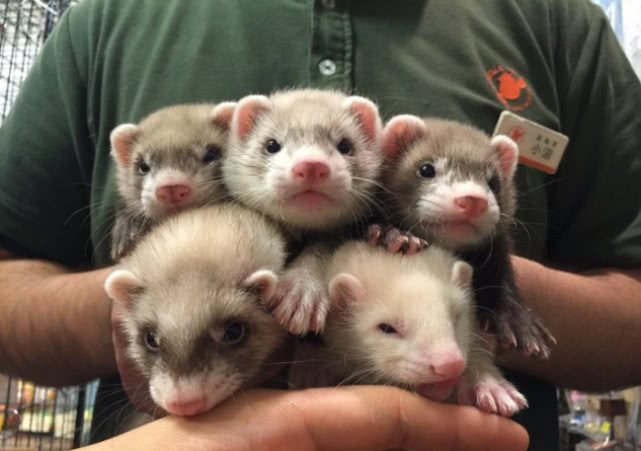 漂洋过海来看你的宠物新秀——雪貂