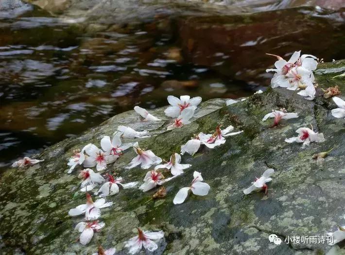唐寅落花诗17首,唐寅落花诗三十首