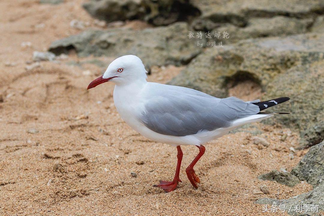 「透视旅行」依依不舍告别“鸭岛”