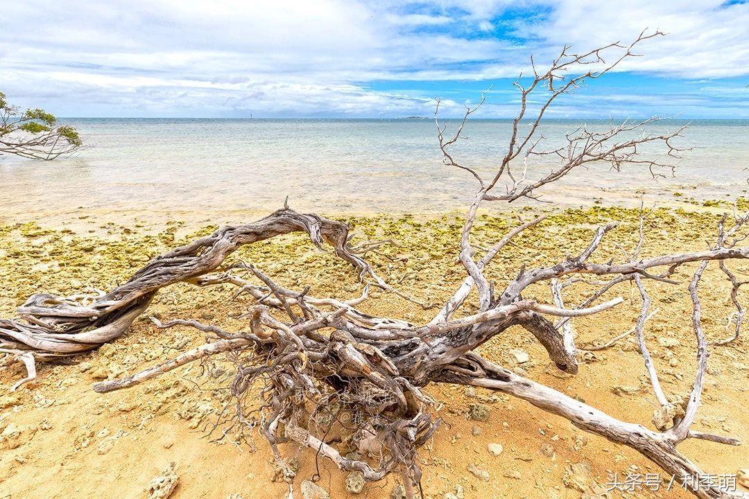 「透视旅行」依依不舍告别“鸭岛”