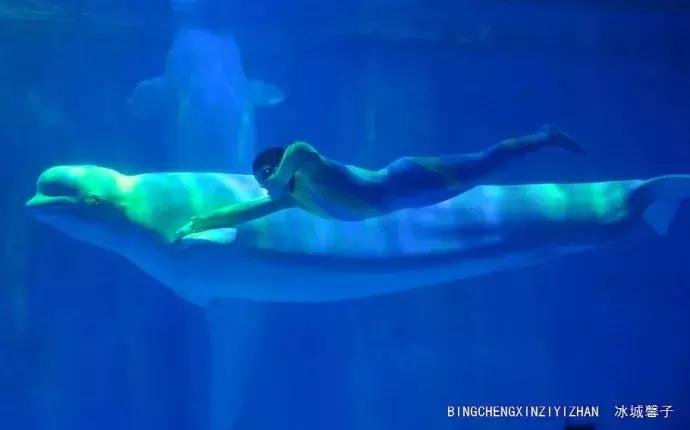 哈尔滨极地公园极地馆时间,哈尔滨极地公园和极地馆区别