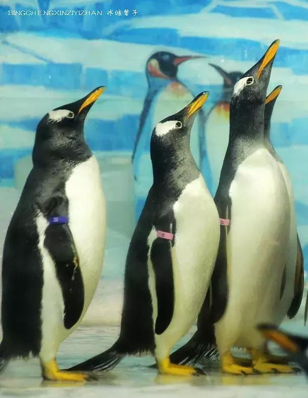 哈尔滨极地公园极地馆时间,哈尔滨极地公园和极地馆区别