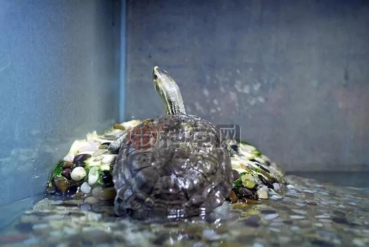 怎么给龟喂龟粮,可以只给龟苗喂龟粮吗