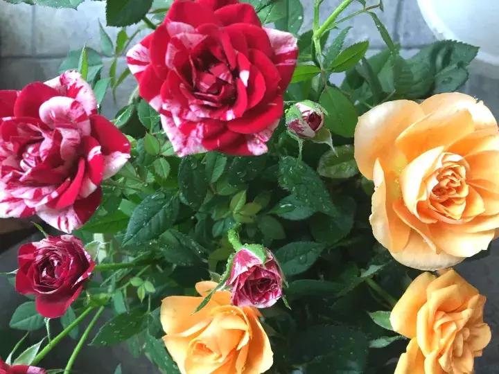 这些小东西不赶紧杀，一夜把花全啃成猪头，肠子都要悔青了！