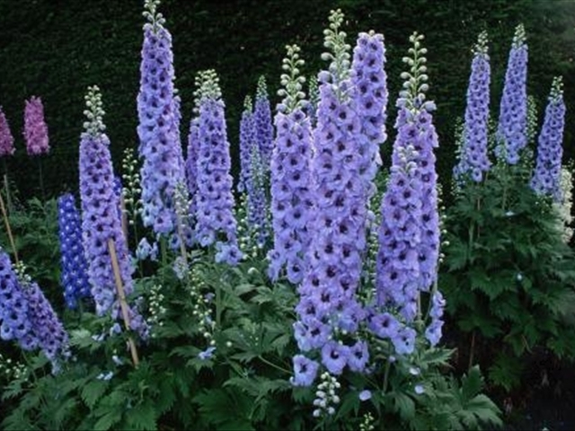 飞燕草几月种适合,小花飞燕草开花后需要修剪吗