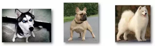 看到猫只会说Cat,看到狗只会说Dog?讲真,你的英文太差了