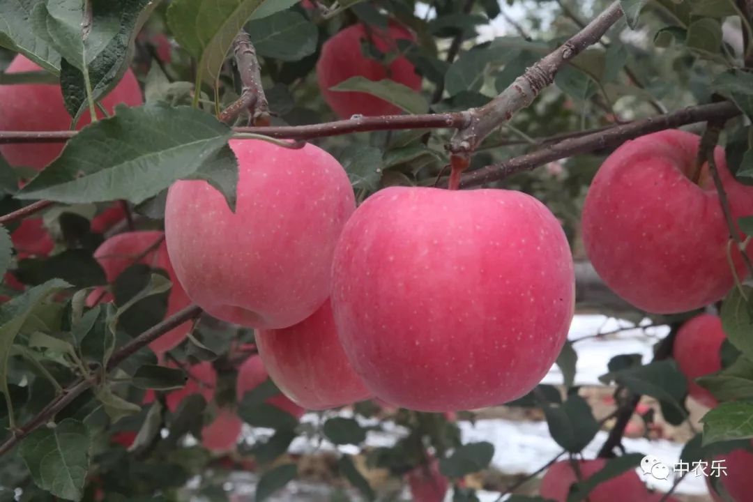 苹果上色需要辅助措施,采取哪些措施可以让苹果上色更好