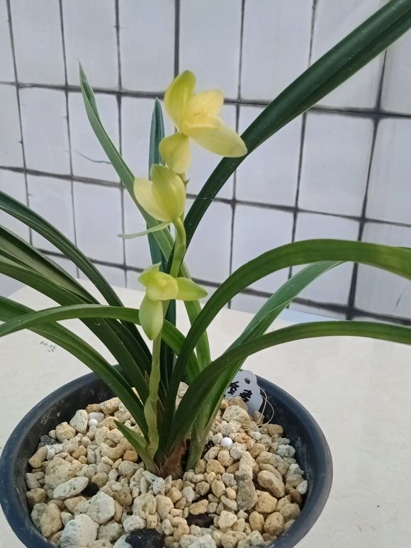 兰花防烂根最好方法,冬季兰花烂根处理后怎么上盆养护