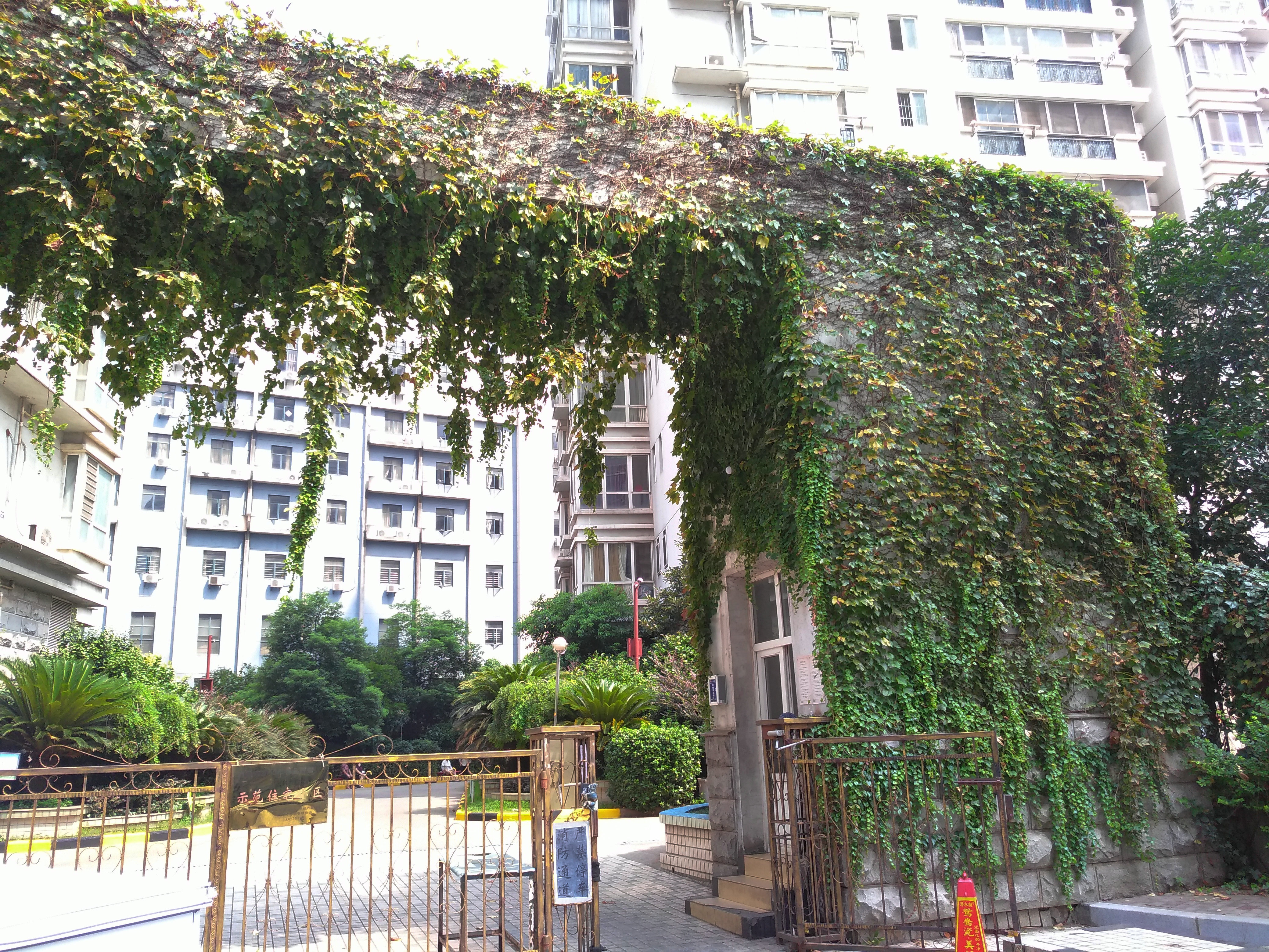 爬山虎满墙有人欢喜有人愁