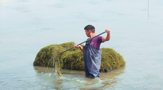正宗阳澄湖大闸蟹到底长啥样,正宗阳澄湖大闸蟹到底什么样子