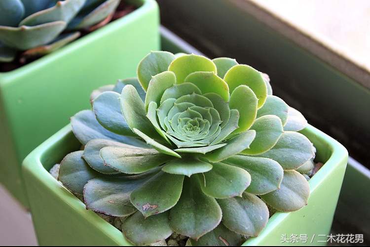 玉龙观音怎样养护和管理,玉龙观音生长过程中需要摘叶片