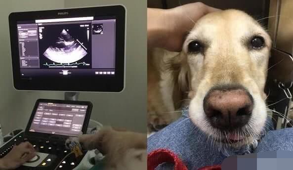 狗狗第一针疫苗是预防什么病的,狗狗几岁开始掉牙该怎么预防