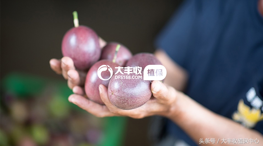 百香果硬硬的是没熟吗,百香果软绵绵的是怎么回事