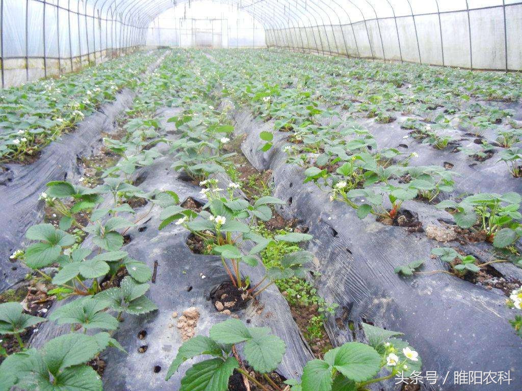 怎样种草莓成活率高,种草莓死苗怎么回事